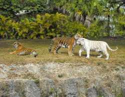 In the Asian section, the main attraction has been In the Asian section, the main attraction has been the popular white Bengal tiger exhibition. Visitors are given the opportunity to get close to and
